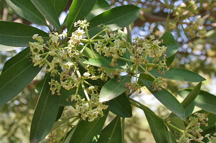 Alstonia scholaris